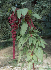 Amaranthus caudatus