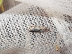 Grapholita janthinana