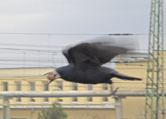 Corvus frugilegus