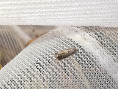 Grapholita janthinana