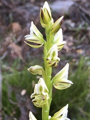 Prasophyllum brownii