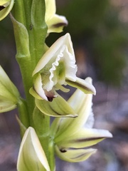 Prasophyllum brownii
