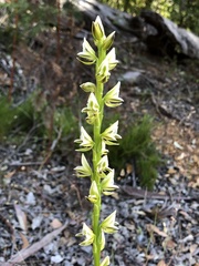 Prasophyllum brownii