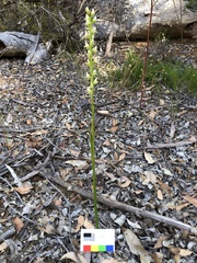 Prasophyllum brownii