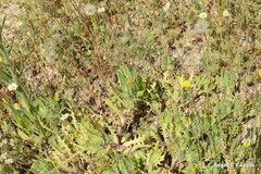 Trifolium hirtum