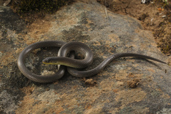 Patternless Delma photo 3