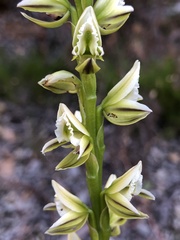 Prasophyllum brownii