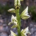 Prasophyllum brownii - Photo 由 Georgie Elliott 所上傳的 (c) Georgie Elliott，保留部份權利CC BY-NC