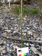 Prasophyllum brownii