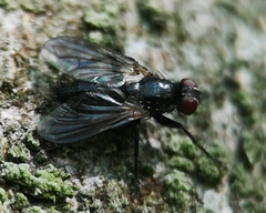 Paykullia maculata