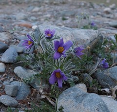 Pulsatilla ambigua