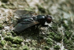 Paykullia maculata