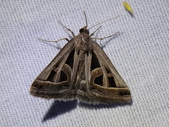 Callistege diagonalis