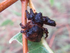 Stephanopis corticalis