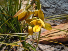 Eulophia platypetala