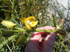 Eulophia platypetala