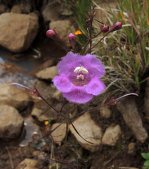 Agalinis peduncularis