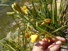 Eulophia platypetala