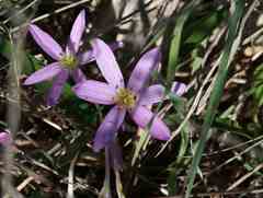 Colchicum cupanii
