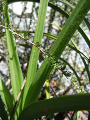 Eulophia platypetala