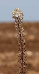 Drimia pancration