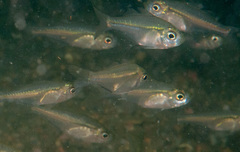 Ambassis jacksoniensis