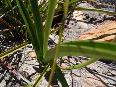 Eulophia platypetala