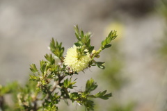 Melaleuca thymoides