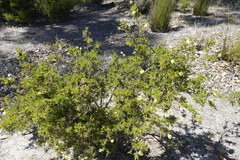 Melaleuca thymoides