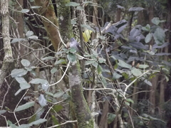 Trochocercus cyanomelas