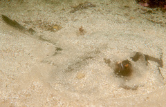 Trygonoptera testacea