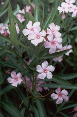 Nerium oleander