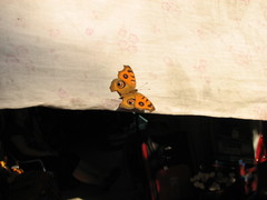Junonia almana