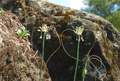 Allium paniculatum