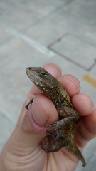 Sceloporus grammicus