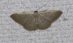 Idaea eretmopus
