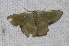 Metallochlora lineata