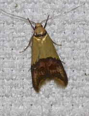 Hemibela oxyptera