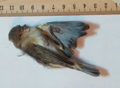 Phylloscopus collybita