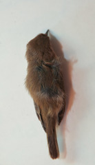 Phylloscopus collybita