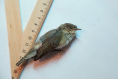 Phylloscopus collybita