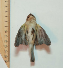 Phylloscopus collybita