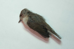 Phylloscopus collybita