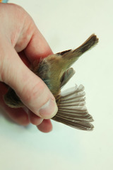 Phylloscopus collybita