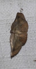 Xenomusa metallica