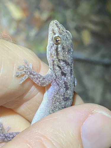 Dubious Dtella, Gehyra dubia