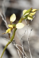 Diuris setacea