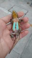 Sceloporus grammicus