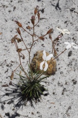 Stylidium spinulosum
