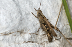 Chorthippus brunneus